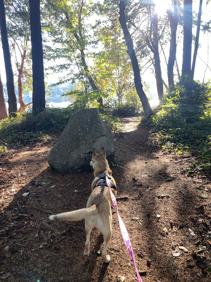 Welcome to My Chaos: The Story Behind IBG and Why I'm Sharing It With You